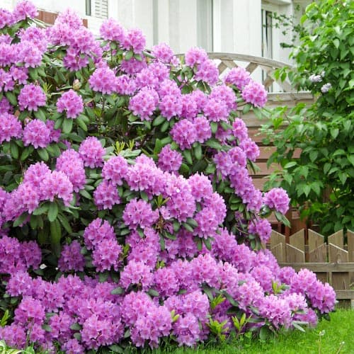 1 db, Rododendron Roseum Elegans - Palánták: Mod de ambalare: 1 db