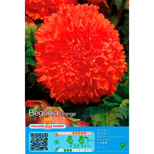 2 db, Szekfűvirágú begónia Orange - Évelő: Mod de ambalare: 2 db