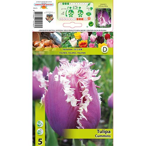 5 db, Tulipán Cummins - Hagymák: Mod de ambalare: 5 db