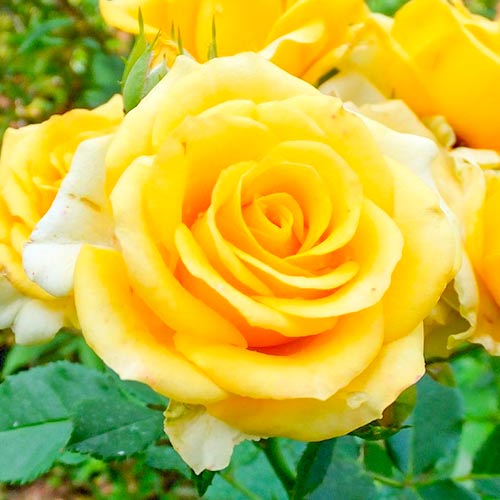 1 Pflanze(n), Großblütige Rose Old Gold - Setzlinge: Ilość w opakowaniu: 1 Pflanze(n)