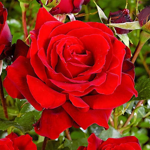 1 Pflanze(n), Großblütige Rose rot - Setzlinge: Ilość w opakowaniu: 1 Pflanze(n)