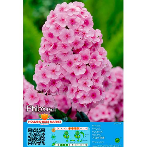 1 Stück, Flammenblume Pink - Stauden: Ilość w opakowaniu: 1 Stück
