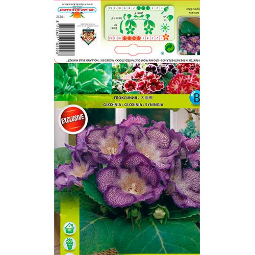 1 Stück, Gloxinie Tigrina Blue - Stauden: Ilość w opakowaniu: 1 Stück