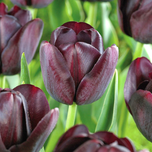 5 Stück, Tulpe Queen of Night - Blumenzwiebeln: Ilość w opakowaniu: 5 Stück