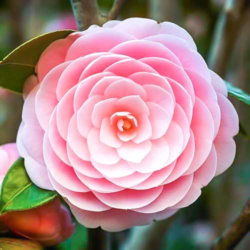 1 Stück, Japanische Kamelie Pink - Stauden: Ilość w opakowaniu: 1 Stück