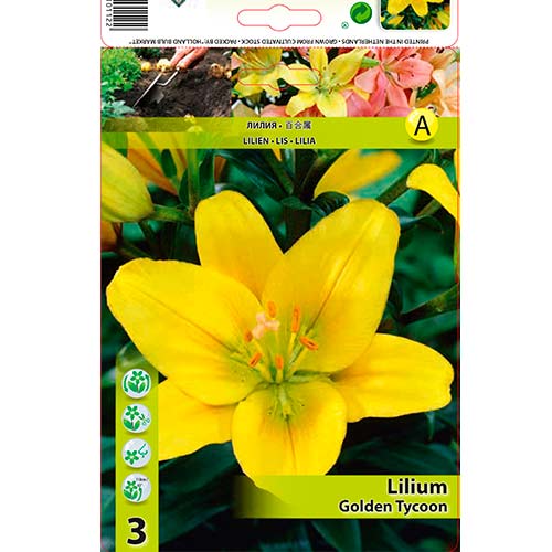 3 Stück, Lilie Golden Tycoon - Blumenzwiebeln: Ilość w opakowaniu: 3 Stück