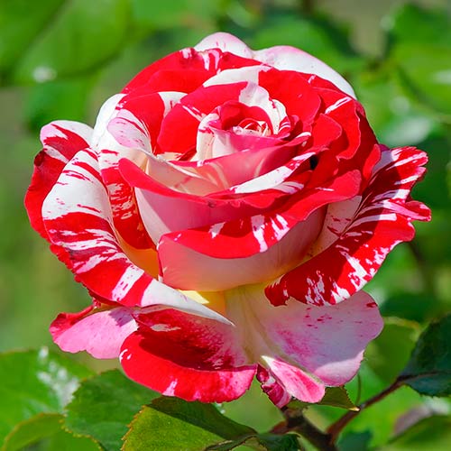 1 szt, Großblumige Rose Rock & Roll , C5 - Setzlinge: Ilość w opakowaniu: 1 szt