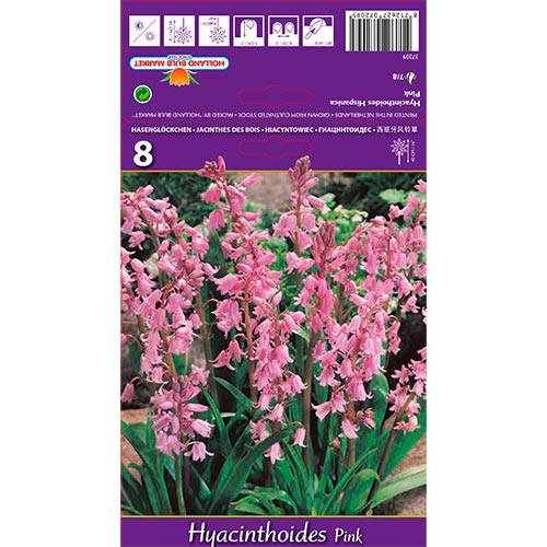 8 Stück, Spanische Hyazinthe rosa - Blumenzwiebeln: Ilość w opakowaniu: 8 Stück