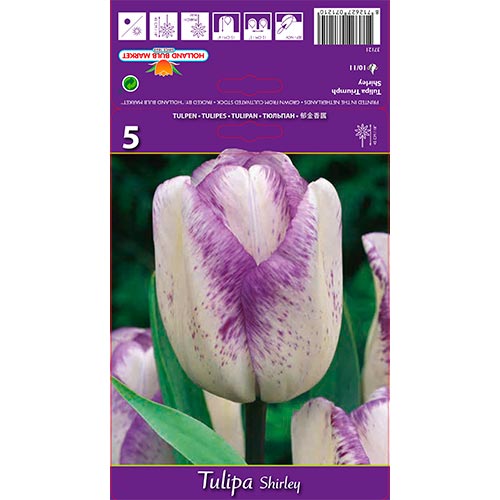 Tulip Shirley - Bulbos: Ilość w opakowaniu: 5 bulbe