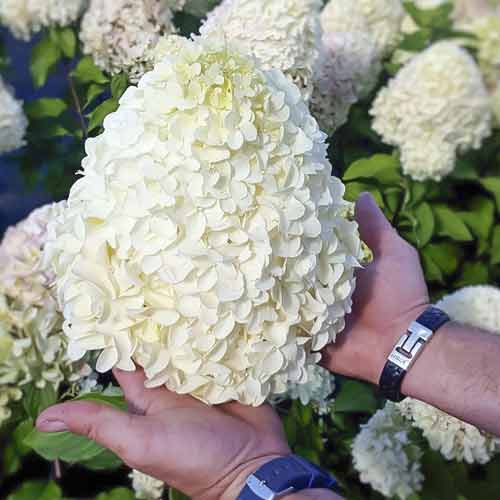 Hortênsia em bouquet Hercules PBR - Plântulas: Ilość w opakowaniu: 1 plant