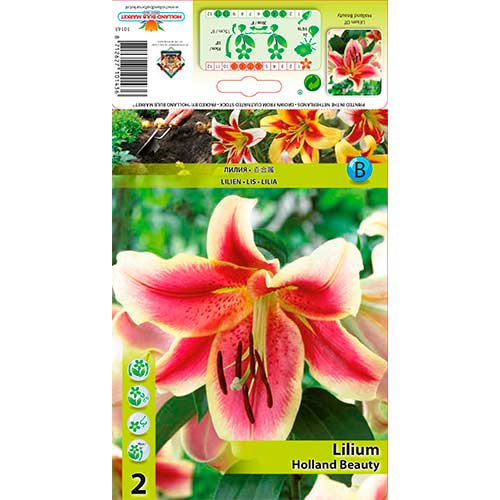 Lily (Lilium) Holland Beauty - Bulbos: Ilość w opakowaniu: 2 bulbe