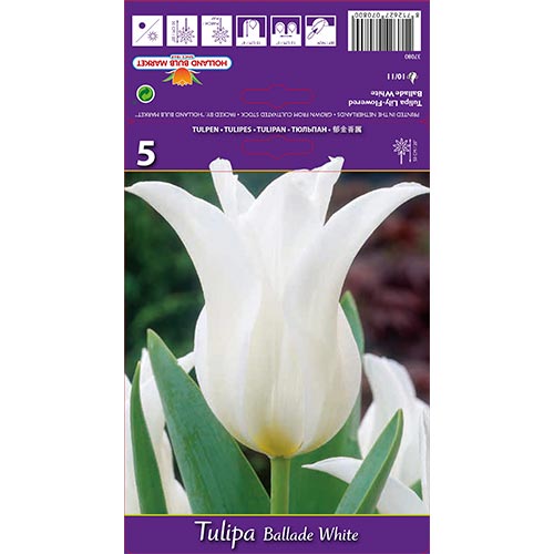 Tulipe Ballade Blanco - Bulbos: Ilość w opakowaniu: 5 bulbos