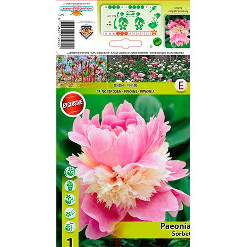 Peonía Sorbete - Plantas perennes: Ilość w opakowaniu: 1 bulbos