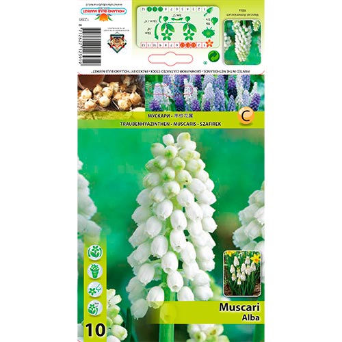Muscari Alba - Bulbos: Ilość w opakowaniu: 10 bulbos