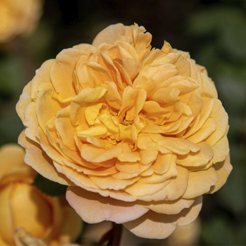 English Rose Golden Celebration , C5 - Plántulas: Ilość w opakowaniu: 1 plantas