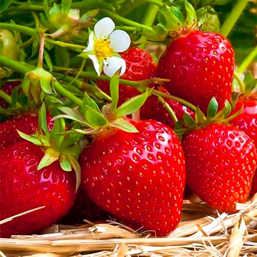 Fresa Ostara - Plántulas: Ilość w opakowaniu: 5 plantas