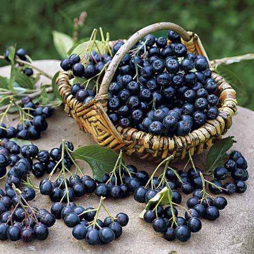 1 sadz, Aronia Black Pearl - Sadzonki: Ilość w opakowaniu: 1 sadz