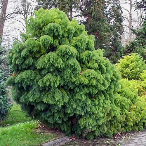 1 sadz, Szydlica japońska Elegans Viridis - Sadzonki: Ilość w opakowaniu: 1 sadz