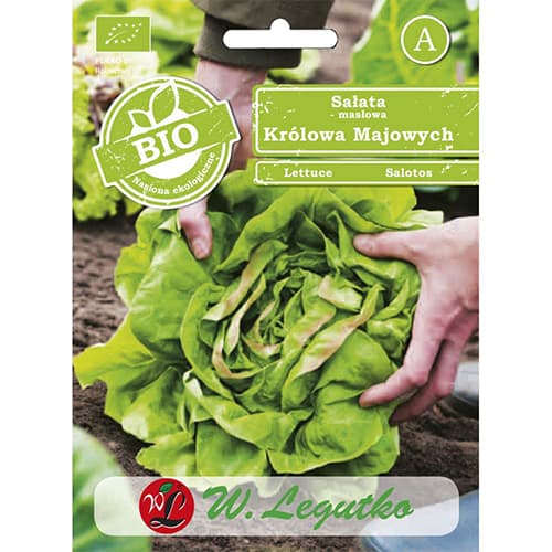 1 szt, Sałata głowiasta masłowa May King - Nasiona: Ilość w opakowaniu: 0.5 g