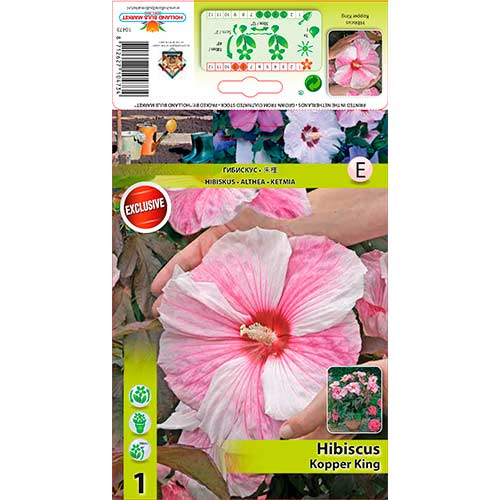 1 none, Hibiskus Kopper King - Sadzonki: Ilość w opakowaniu: 1 none