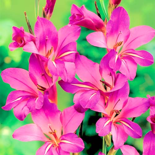 10 cebul, Mieczyk bizantyjski (Gladiolus Byzantinus) - Cebule: Ilość w opakowaniu: 10 cebul