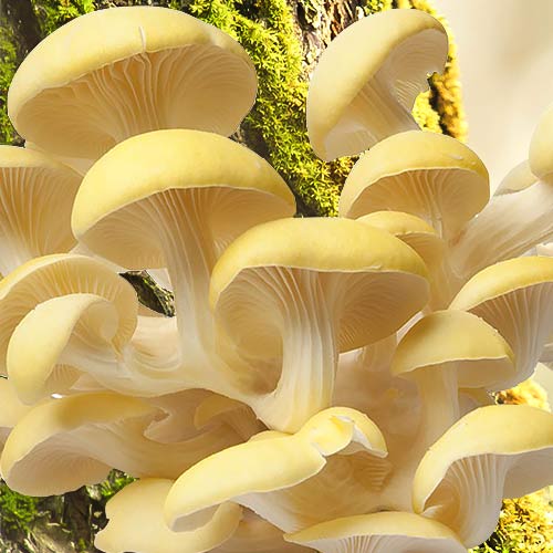 1 szt, Boczniak Cytrynowy - Grzybnia: Ilość w opakowaniu: 12 szt
