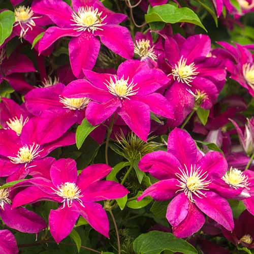 1 sadz, Clematis (Powojnik) Burgundy - Sadzonki: Ilość w opakowaniu: 1 sadz