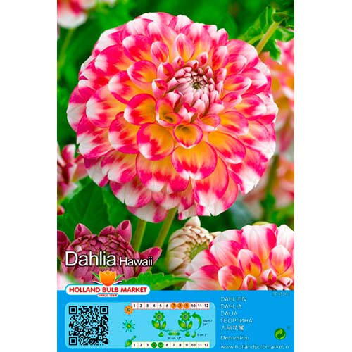 1 szt, Dalia Hawaii - Byliny: Ilość w opakowaniu: 1 szt.