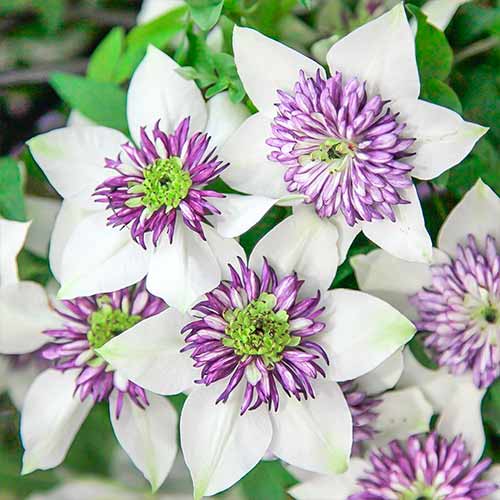 1 sadz, Clematis (Powojnik) Bicolor - Sadzonki: Ilość w opakowaniu: 1 sadz