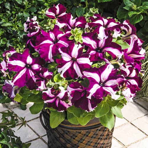 1 szt, Petunia Starlet - Nasiona: Ilość w opakowaniu: 0.01 g