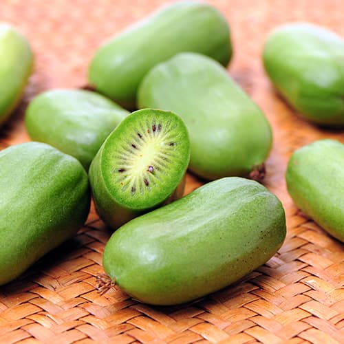 Mini kiwi (aktinidia) Issai - Sadzonki: Ilość w opakowaniu: 1 sadz - GradinaMax