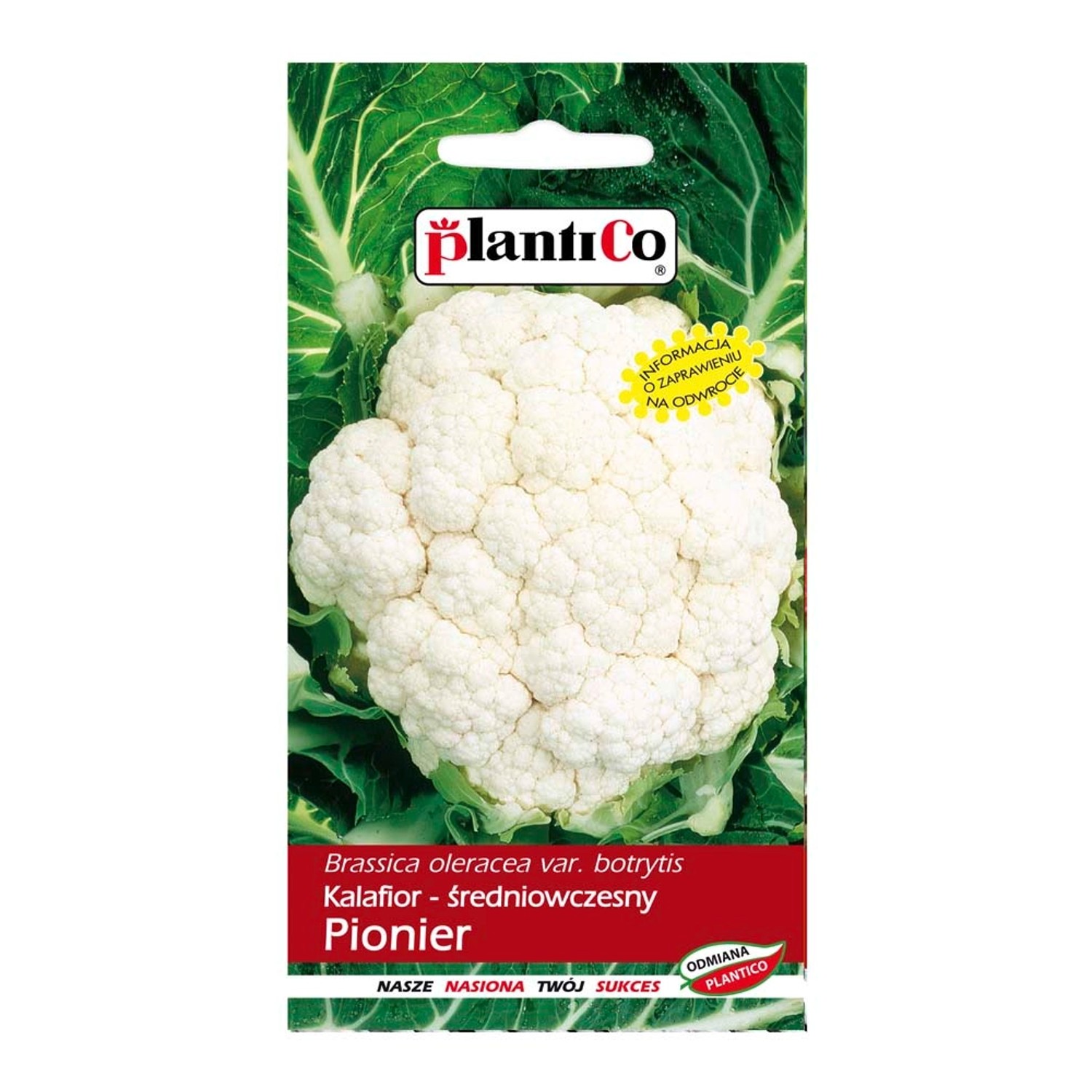 Kalafior Pionier