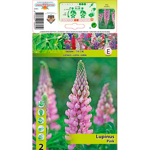 2 buc, Lupin Pink - Bulbi: Mod de ambalare: 2 buc
