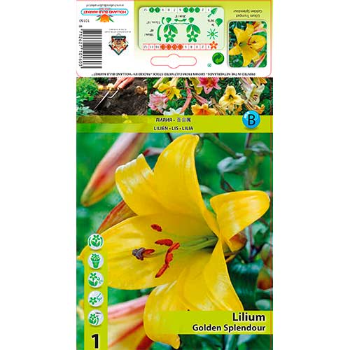 1 buc, Crin Golden Splendour - Bulbi: Mod de ambalare: 1 buc