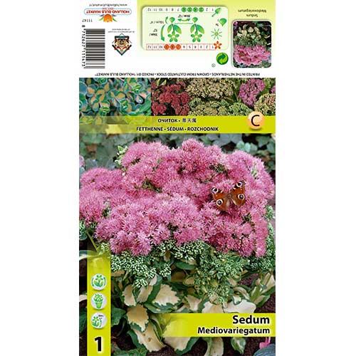 1 buc, Iarbă grasă (Sedum) Mediovariegatum - Bulbi: Mod de ambalare: 1 buc