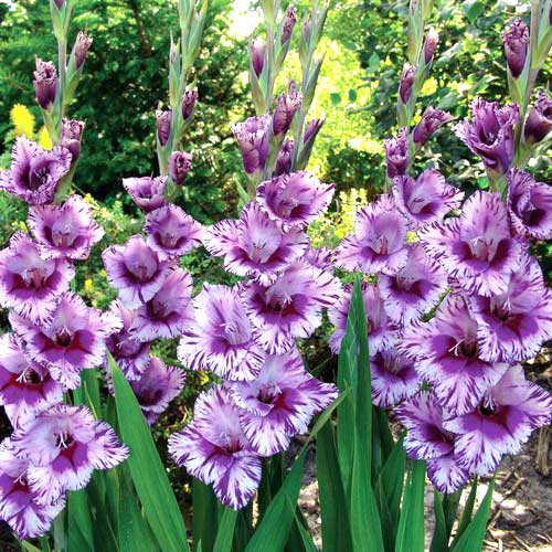 10 buc, Gladiole grandiflora Passos - Bulbi: Mod de ambalare: 10 buc