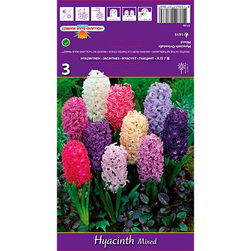 3 buc, Zambile Spring Palette mix multicolor - Bulbi: Mod de ambalare: 3 buc