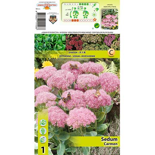 1 buc, Iarbă grasă (Sedum) Carmen - Bulbi: Mod de ambalare: 1 buc