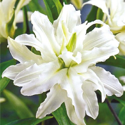 2 buc, Crin oriental Double Polar Star - Bulbi: Mod de ambalare: 2 buc