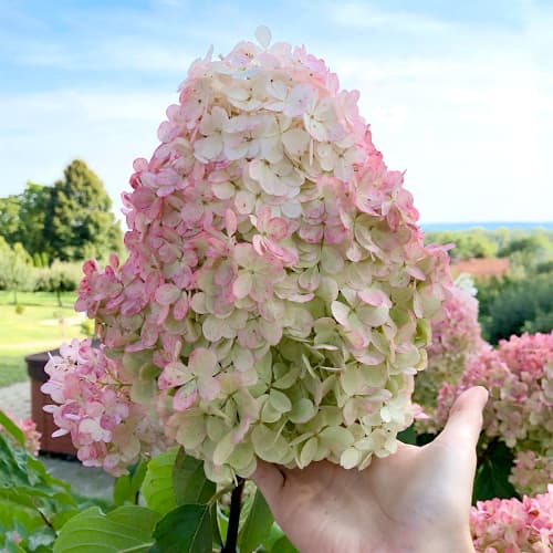 1 buc, Hortensia paniculată Vanilla Fraise, P9 - Răsaduri: Mod de ambalare: 1 buc