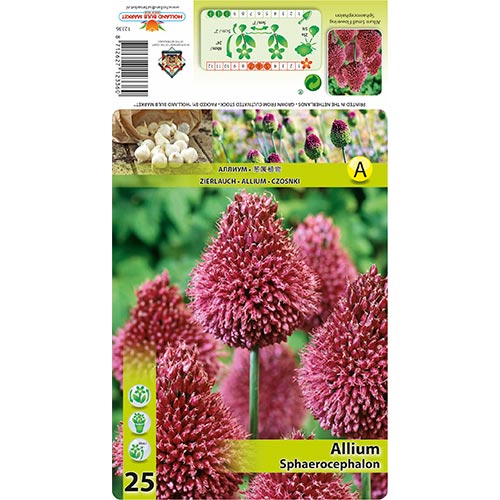 25 buc, Allium Sphaerocephalon - Bulbi: Mod de ambalare: 25 buc