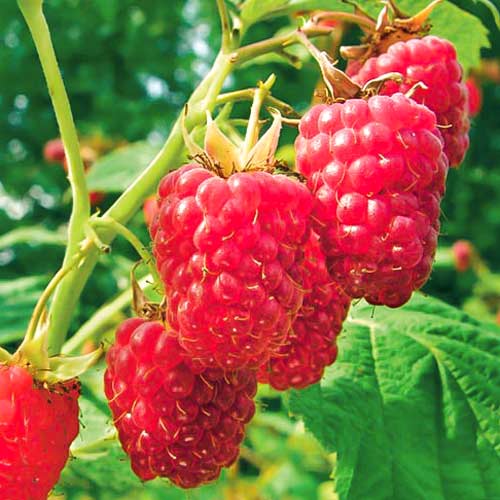 1 buc, Zmeur remontant Early Sweet - Butași: Mod de ambalare: 1 buc