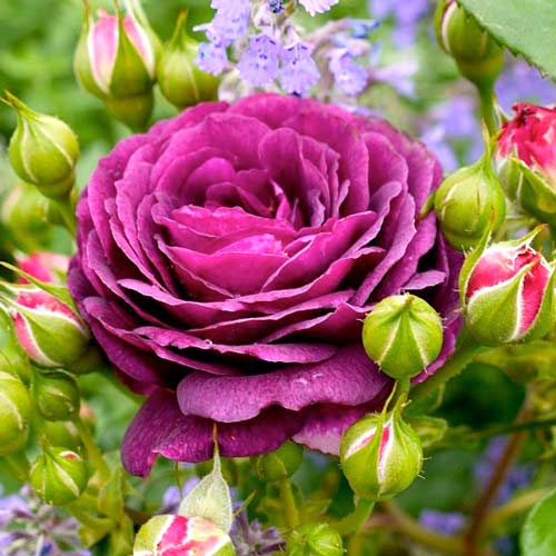1 buc, Trandafir floribunda Ebb Tide - Butași: Mod de ambalare: 1 buc