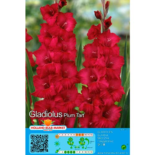 5 buc, Gladiole Plum Tart - Bulbi: Mod de ambalare: 5 buc
