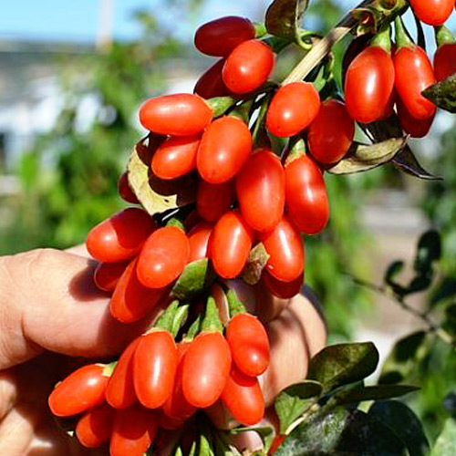 1 buc, Goji Superfruct - Răsaduri: Mod de ambalare: 1 buc