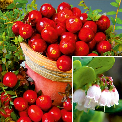 1 buc, Merișor Red Pearl - Răsaduri: Mod de ambalare: 1 buc