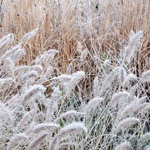 1 buc, Pennisetum Little Bunny, Р9 - Răsaduri: Mod de ambalare: 1 buc