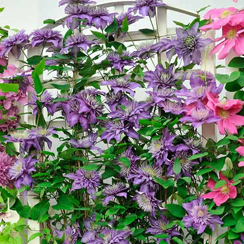 1 buc, Clematis Coco Lovers, P9 - Răsaduri: Mod de ambalare: 1 buc