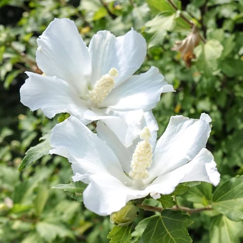 1 buc, Hibiscus William R. Smith - Răsaduri: Mod de ambalare: 1 buc