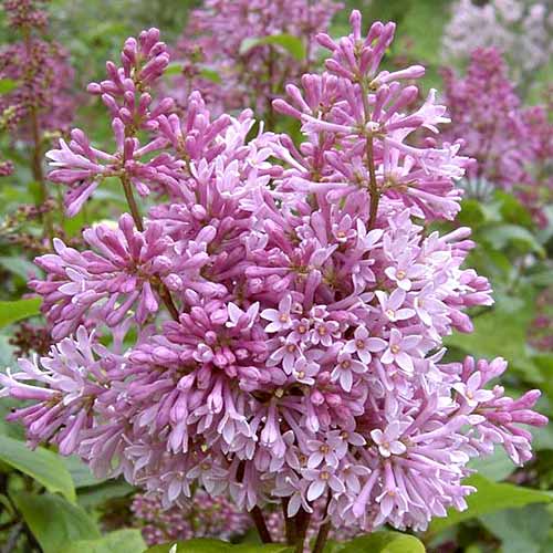 1 buc, Liliac Minuet - Răsaduri: Mod de ambalare: 1 buc
